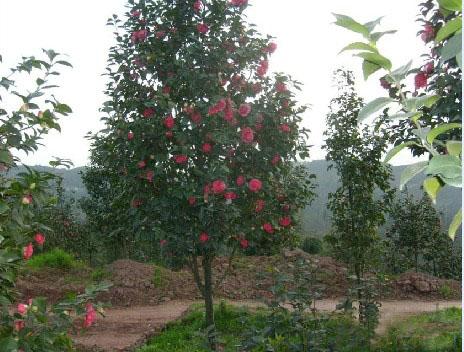 茶花苗木--大红杜丹-高县大型桃花苗圃基地 () 公司产品(生意通网站