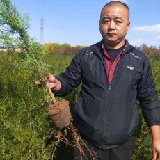 河北50厘米侧柏苗木苗圃基地在哪里