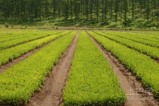 油松树苗栽培方法盘点