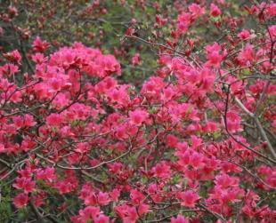 长沙红枫种植基地 浏阳红枫价格 红枫批发尽在枫凌苗圃_农副产品_世界工厂网中国产品信息库