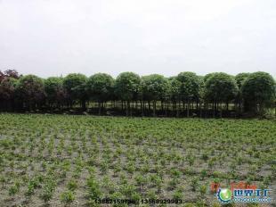 成都温江苗圃大王价格_成都温江苗圃大王厂家_世界工厂网产品信息库